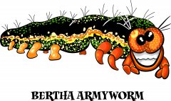 bertha webworm.jpg